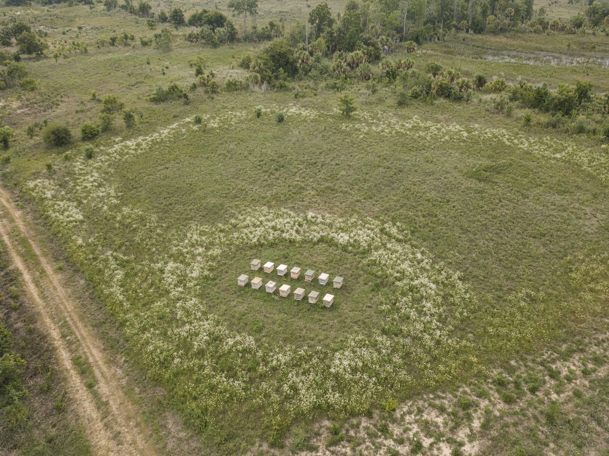 Aerial view of an apiary with forage range in the pasture